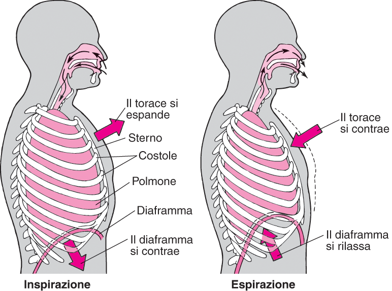 La postura e la respirazione il diaframma